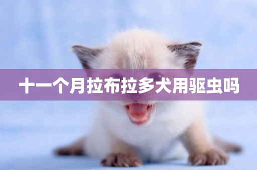 十一個月拉布拉多犬用驅蟲嗎