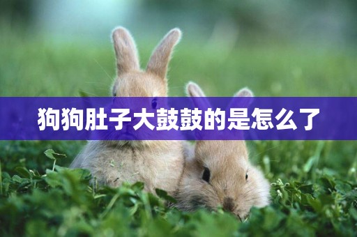 狗狗肚子大鼓鼓的是怎么了