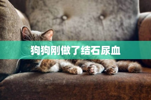 狗狗剛做了結石尿血
