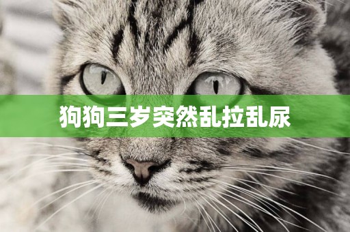 狗狗三歲突然亂拉亂尿