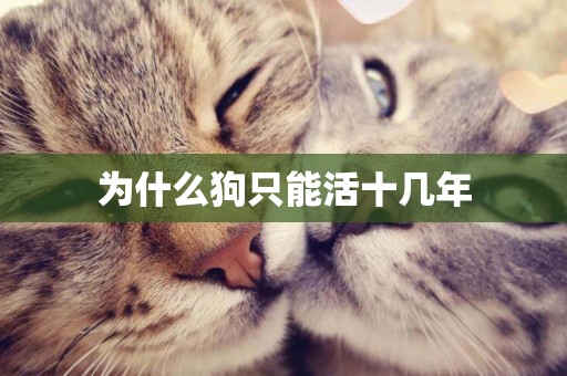 為什么狗只能活十幾年
