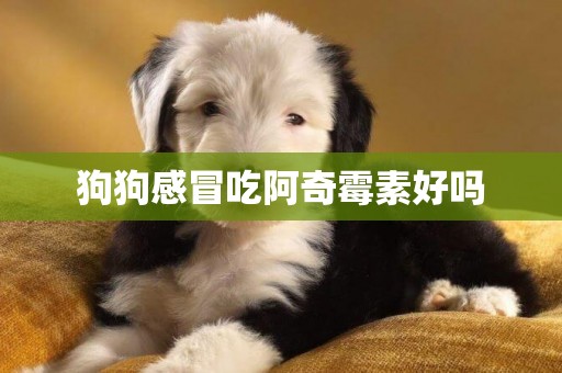 狗狗感冒吃阿奇霉素好嗎