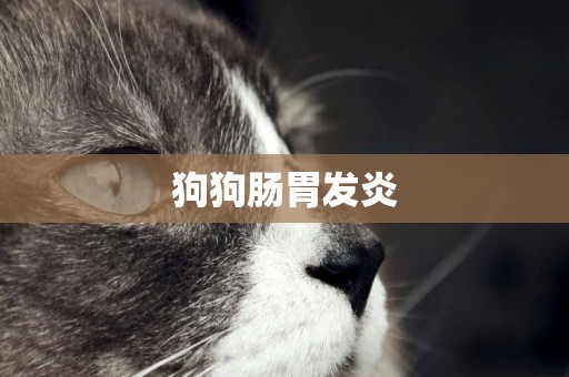 狗狗腸胃發炎