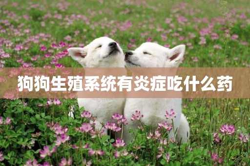 狗狗生殖系統有炎癥吃什么藥