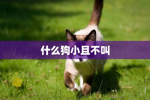 什么狗小且不叫