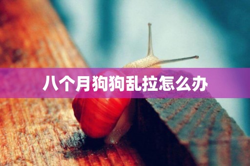 八個月狗狗亂拉怎么辦
