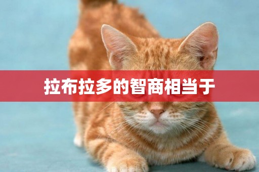 拉布拉多的智商相當于