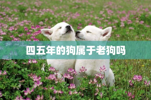 四五年的狗屬于老狗嗎
