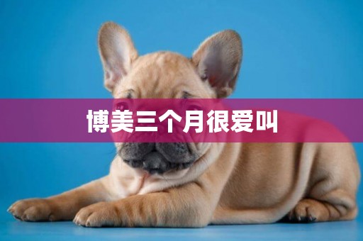 博美三個月很愛叫