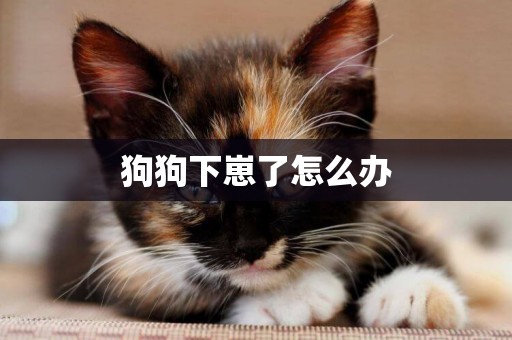 狗狗下崽了怎么辦