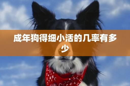 成年狗得細小活的幾率有多少