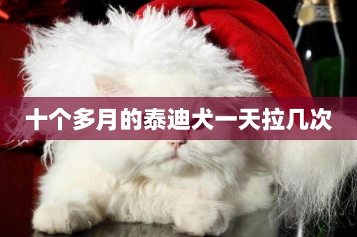 十個多月的泰迪犬一天拉幾次