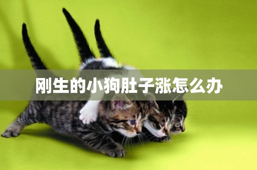 剛生的小狗肚子漲怎么辦