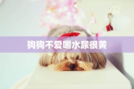 狗狗不愛喝水尿很黃