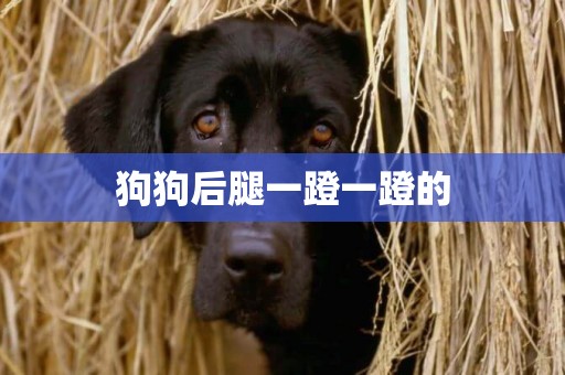 狗狗后腿一蹬一蹬的
