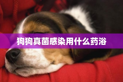 狗狗真菌感染用什么藥浴