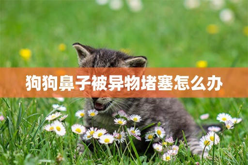 狗狗鼻子被異物堵塞怎么辦