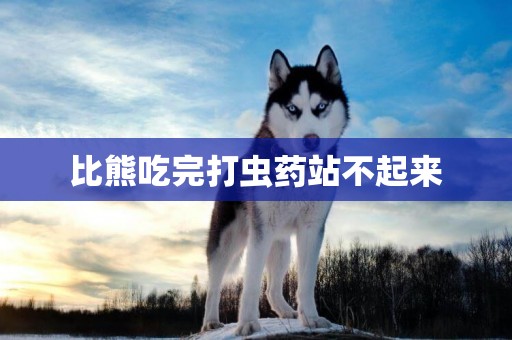 比熊吃完打蟲藥站不起來