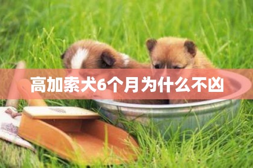 高加索犬6個月為什么不兇