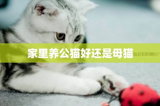 家里養公貓好還是母貓