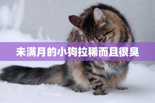 未滿月的小狗拉稀而且很臭