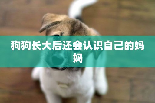 狗狗長大后還會認識自己的媽媽