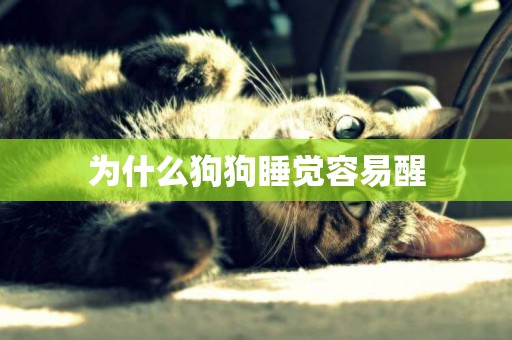 為什么狗狗睡覺容易醒