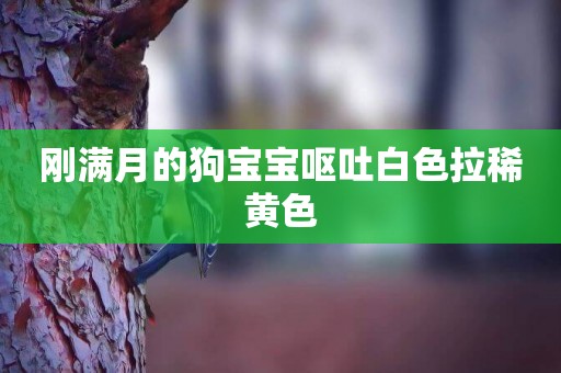剛滿月的狗寶寶嘔吐白色拉稀黃色