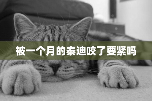被一個月的泰迪咬了要緊嗎
