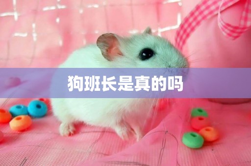 狗班長是真的嗎