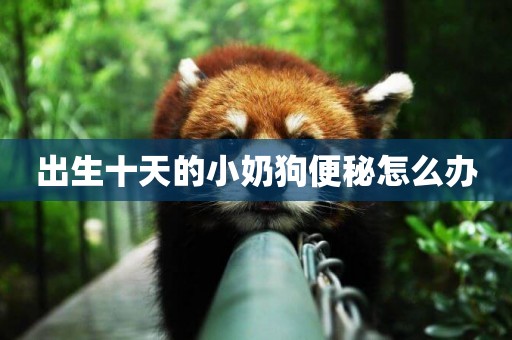 出生十天的小奶狗便秘怎么辦