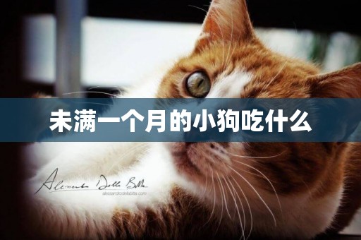 未滿一個月的小狗吃什么