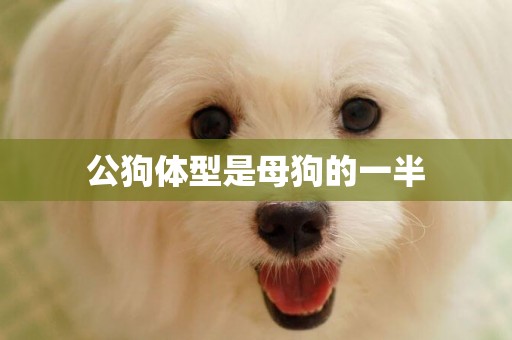 公狗體型是母狗的一半
