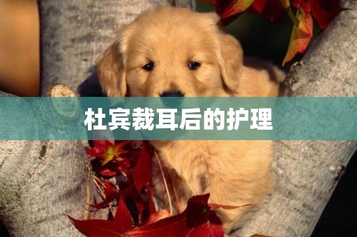 杜賓裁耳后的護理