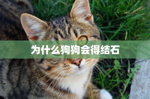 為什么狗狗會得結石