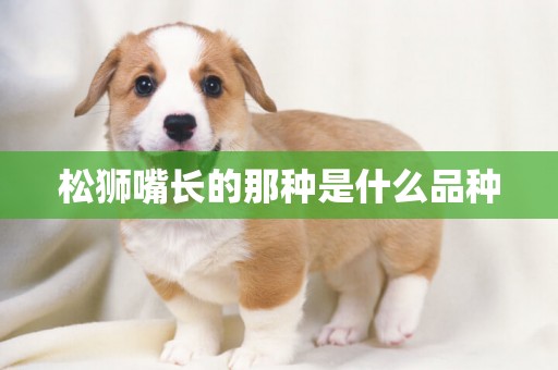 松獅嘴長的那種是什么品種