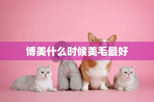 博美什么時候美毛最好