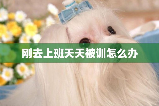 剛去上班天天被訓怎么辦