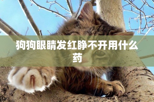 狗狗眼睛發紅睜不開用什么藥