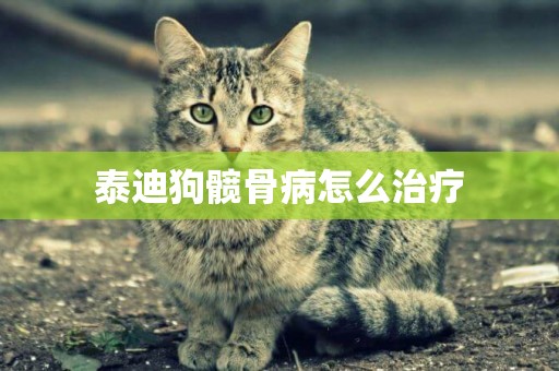 泰迪狗髖骨病怎么治療