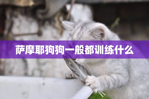 薩摩耶狗狗一般都訓練什么