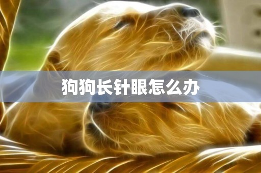 狗狗長針眼怎么辦