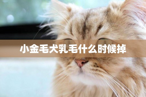 小金毛犬乳毛什么時候掉