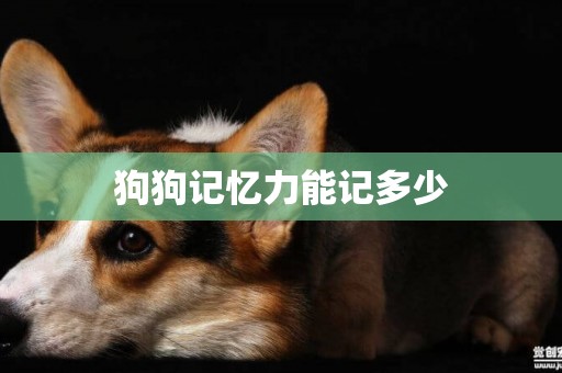 狗狗記憶力能記多少