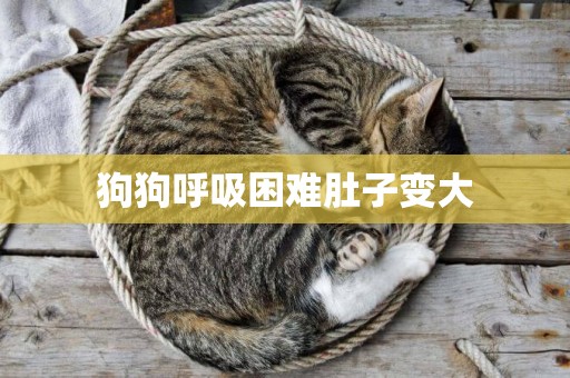 狗狗呼吸困難肚子變大