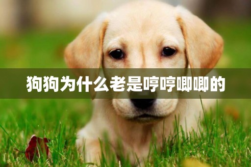 狗狗為什么老是哼哼唧唧的