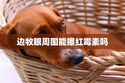 邊牧眼周圍能擦紅霉素嗎