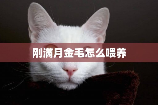 剛滿月金毛怎么喂養