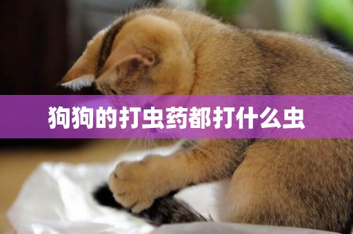 狗狗的打蟲藥都打什么蟲