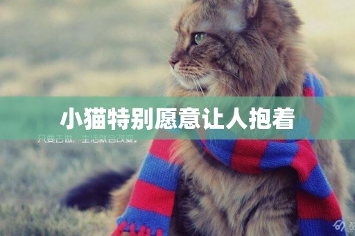 小貓特別愿意讓人抱著